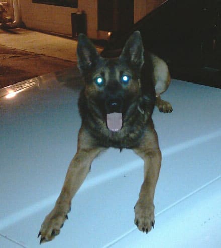 Mannford PD K-9 Gets Vest