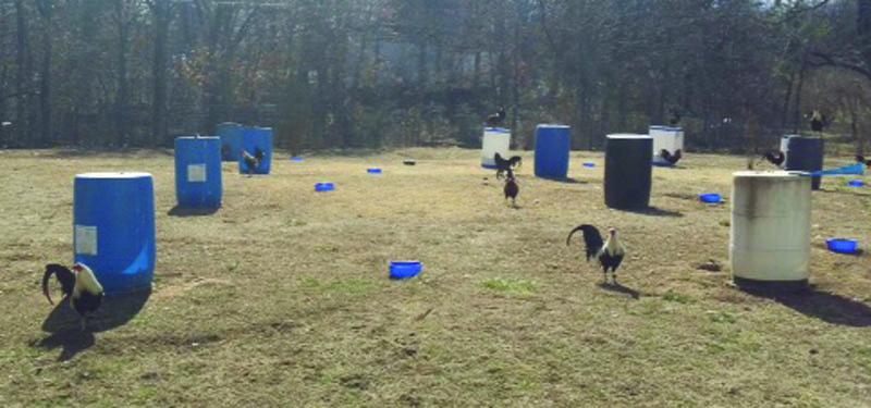 Cockfighting Complaint Tied To Terlton Man