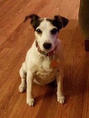 Mannford Animal Shelter – Adoption