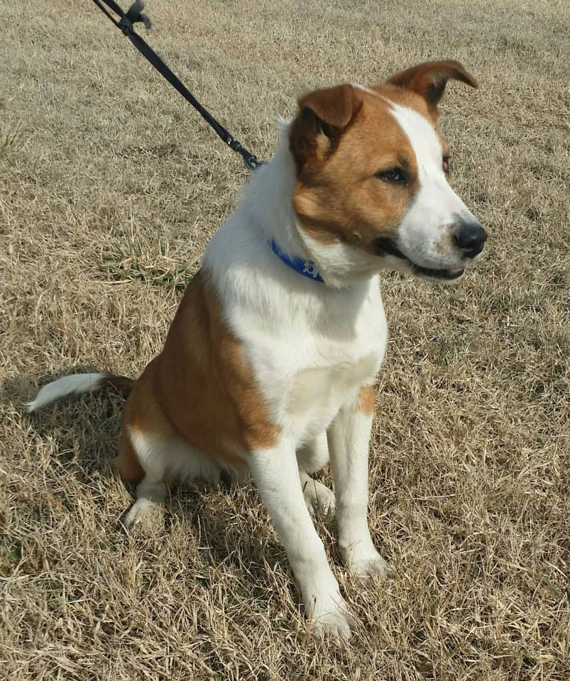 Mannford Animal Shelter – Adoption