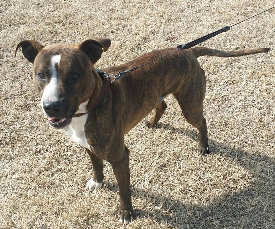 Mannford Animal Shelter – Adoption