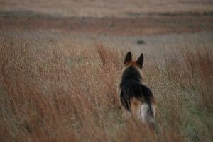 Grand Champion Heidelberg's "Kodi" Exploring the vastness of Washita National Wildlife Refuge in Oklahoma 