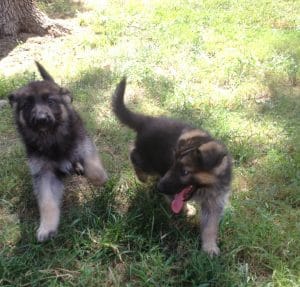 We start our puppies on yogurt when we begin to wean them