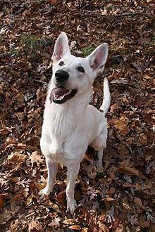 Basic Obedience Tip for Your Dog or Puppy