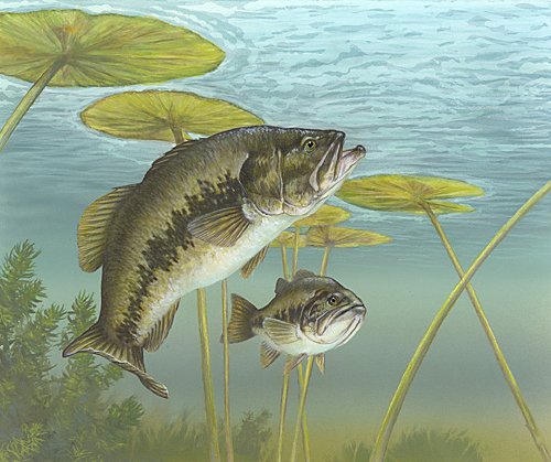 Fishing Report for September 5, 2015