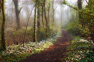 Sandy Path Of Life