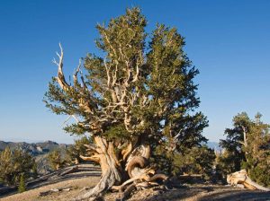 Methuselah