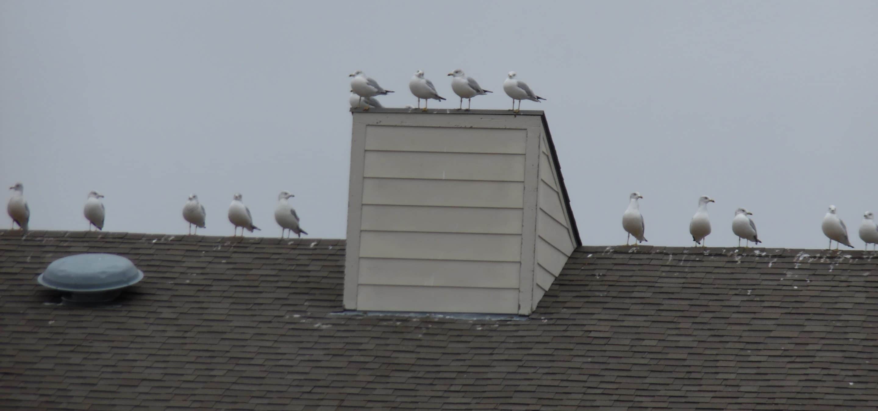 SEAGULLS MAKE MANNFORD HOME, LIKE TO SCAVENGE