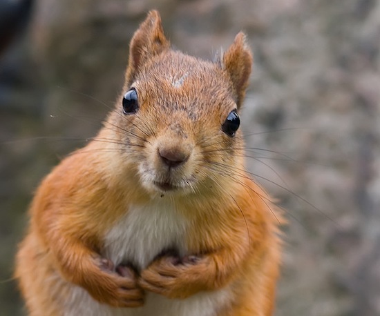 SQUIRRELS IN YOUR YARD: FRIENDS OR ENEMIES?