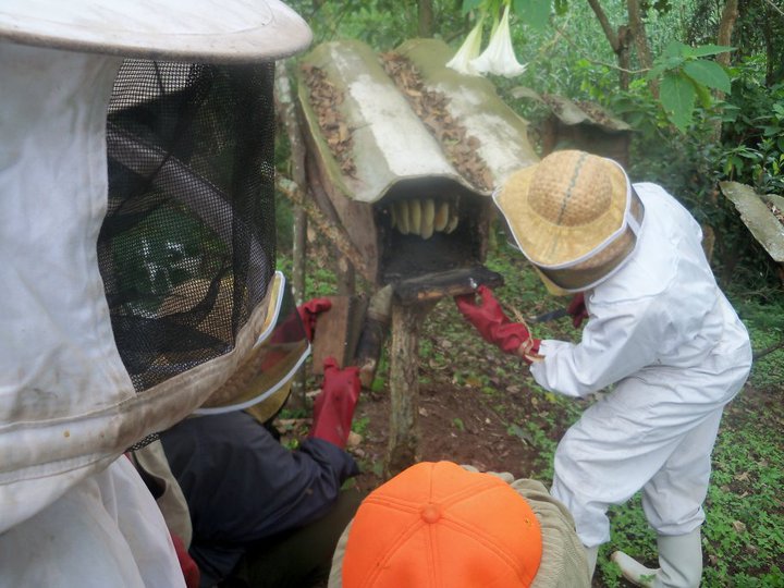 African Bees